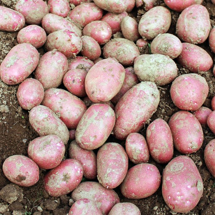 Семенной картофель Алуэтт (среднеспелый) 1 репродукция