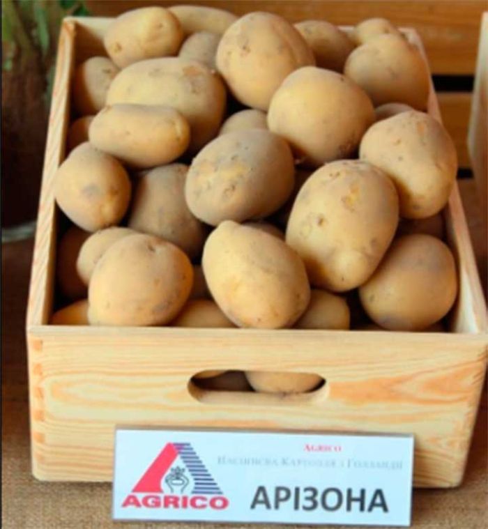 Семенной картофель Аризона (ранний) 1 репродукция