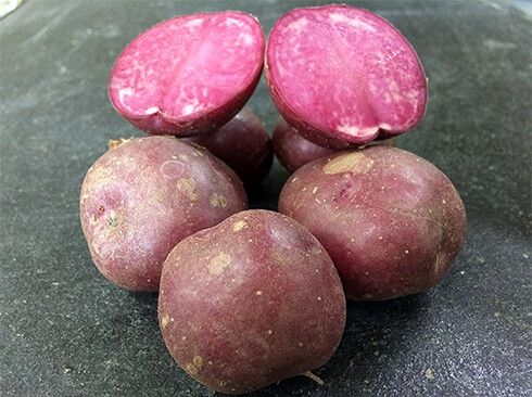 Семенной картофель Хортица (среднеспелый) элита
