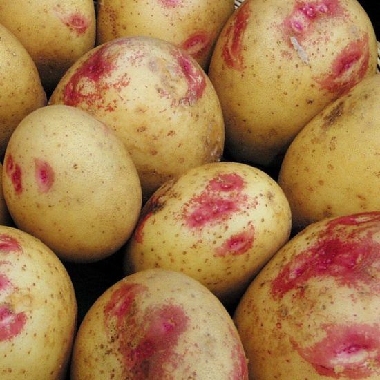 Семенной картофель Пикассо (среднепоздний) 1 репродукция (Синеглазка)