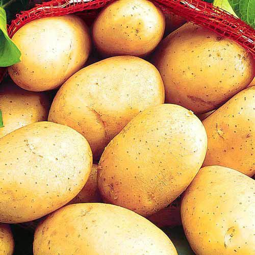 Семенной картофель Раноми ранняя (1 репродукция)