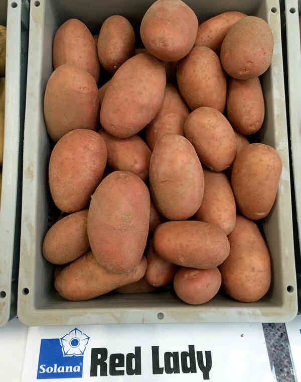 Семенной картофель Ред Леди (среднеранний) 1 репродукция