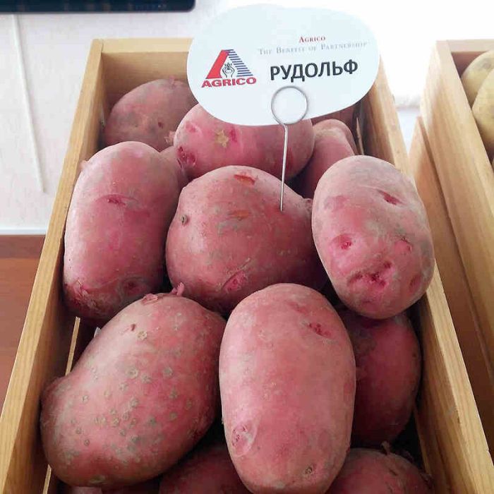 Насіннєва картопля Рудольф (середньостиглий) 1 репродукція