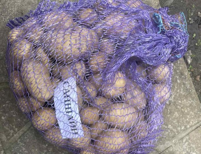 Семенной картофель Саншайн (ультранний) 1 репродукция