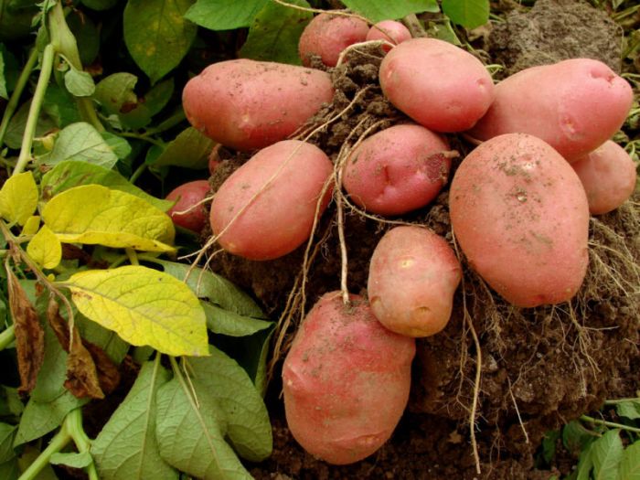 Семенной картофель Беллароза (ранний) 1 репродукция