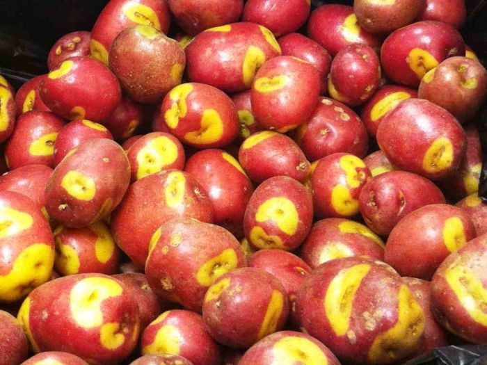 Семенной картофель Апачи (среднеспелый) элита