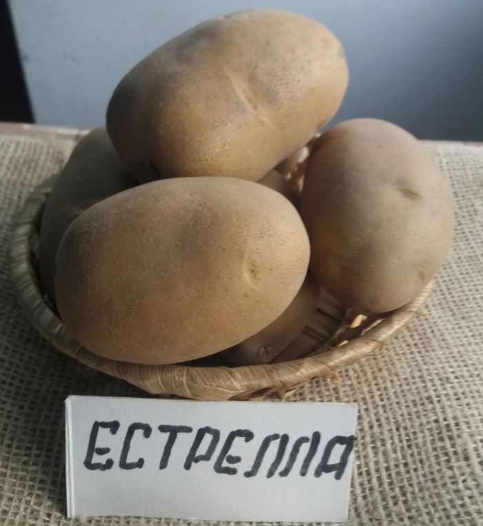 Семенной картофель Эстрелла (среднеранний) 1 репродукция