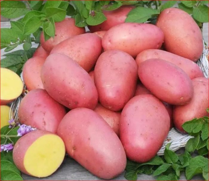 Семенной картофель Лаура (среднеранний) 1 репродукция