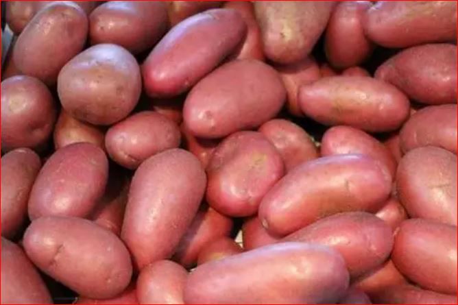 Семенной картофель Лаура (среднеранний) 1 репродукция