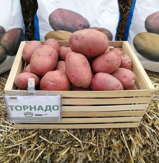 Семенной картофель Торнадо (ранний) 1 репродукция