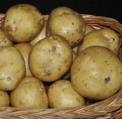 Семенной картофель Скарбница (среднеранний) элита