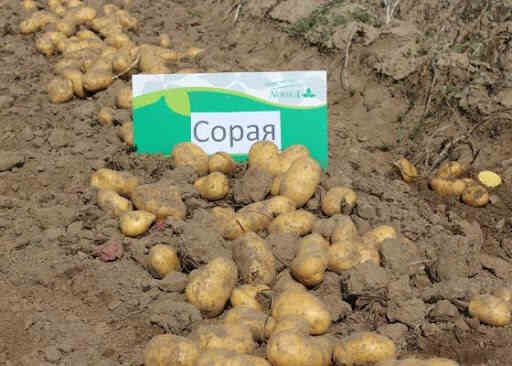 Семенной картофель Сорая (среднеранний) 1 репродукция