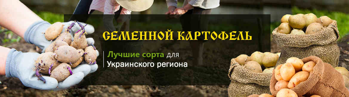 Где купить хороший семенной картофель