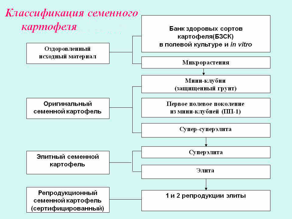 Репродукция семенного картофеля